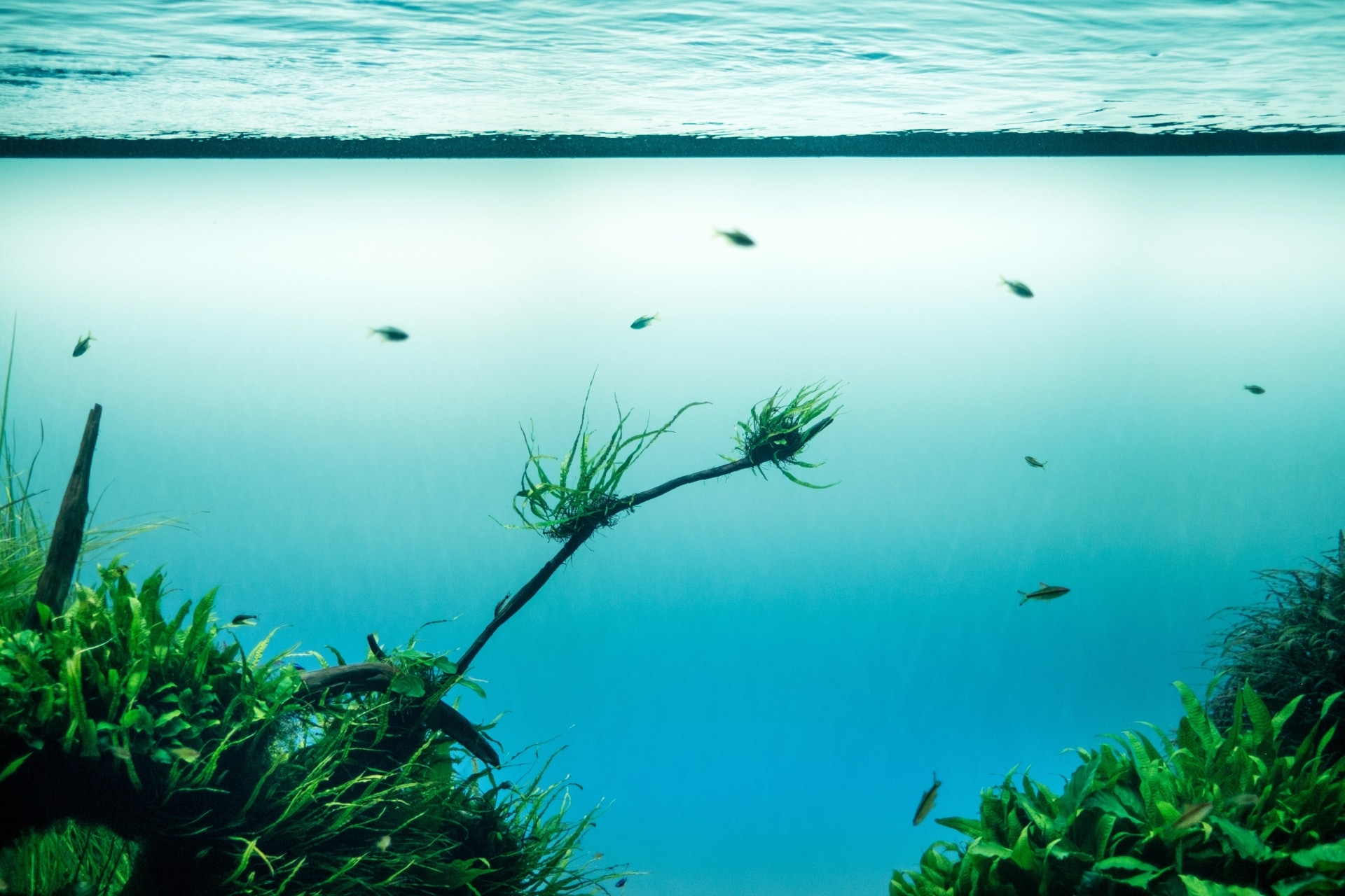 LDLコレステロールを撃退!トランス脂肪酸が気になる方も安心の植物性DHAとは?| life’s®DHA