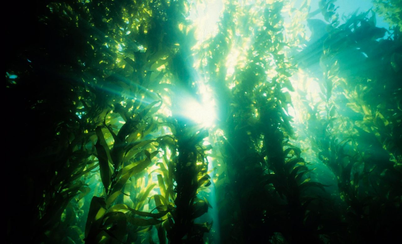 majestic underwater forest of kelp, CALIF