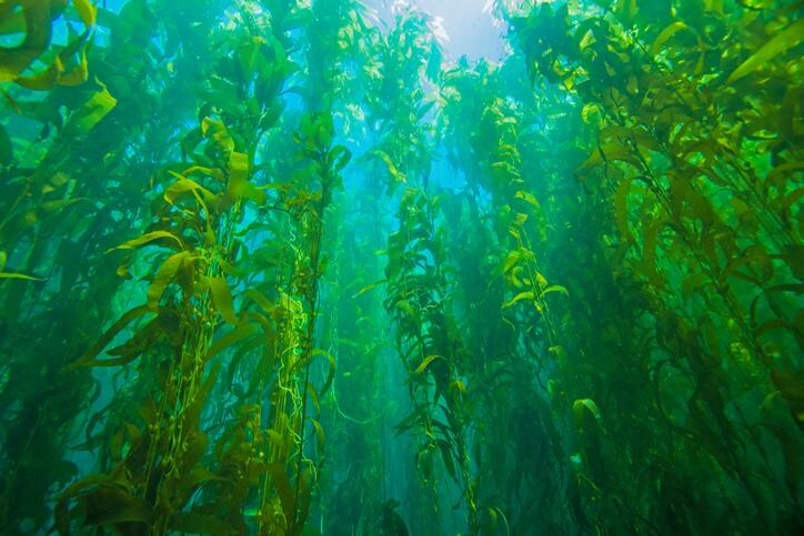 Clear water and a healthy kelp forest at Anacapa Island in the Channel Island National Park