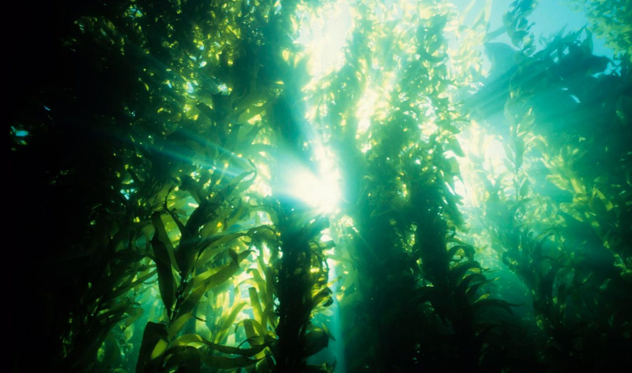 majestic underwater forest of kelp, CALIF